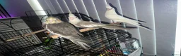Cockatiels birds for sale:  BEAUTIFUL HAND-TAMED COCKATIEL CHICKS AVAILABLE  - Advert 1