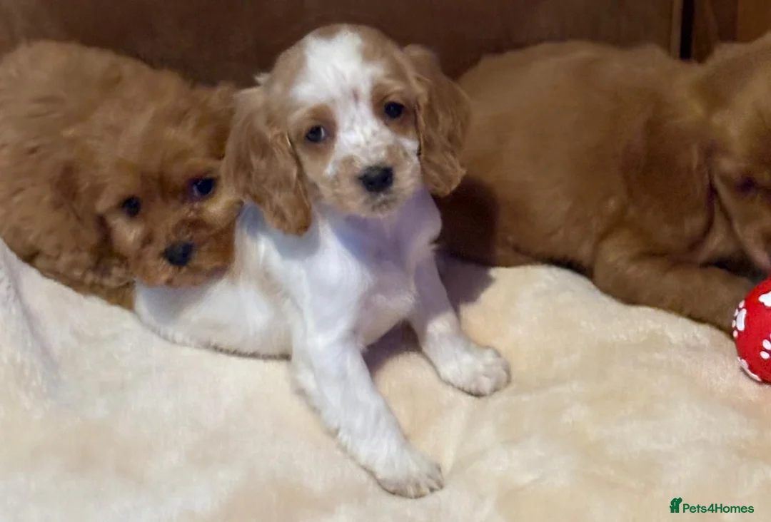 Cockalier dogs for sale: Adorable cockaliers  - Advert 17