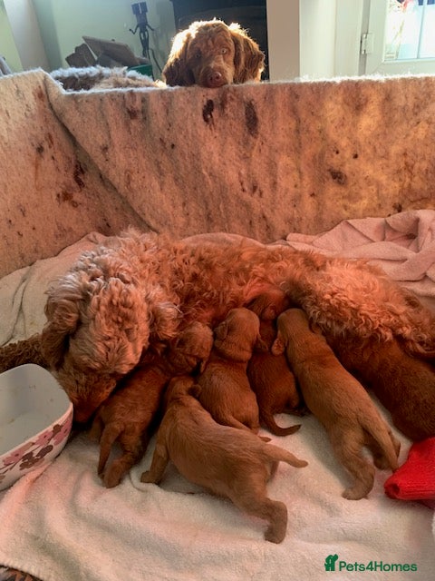 Cockapoo dogs beautifull f1b toy cockerpoos  - Advert 2