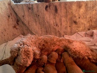 Cockapoo dogs beautifull f1b toy cockerpoos - Advert 5