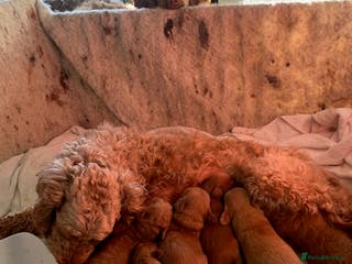 Cockapoo dogs beautifull f1b toy cockerpoos - Advert 5