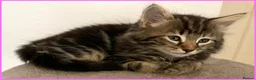 Mixed Breed cats for sale: Beautiful Kittens for sale. - Advert 5