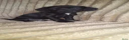 Mixed Breed dogs for sale: Cocker-Terripoo pups (cockerpoo) - Advert 21