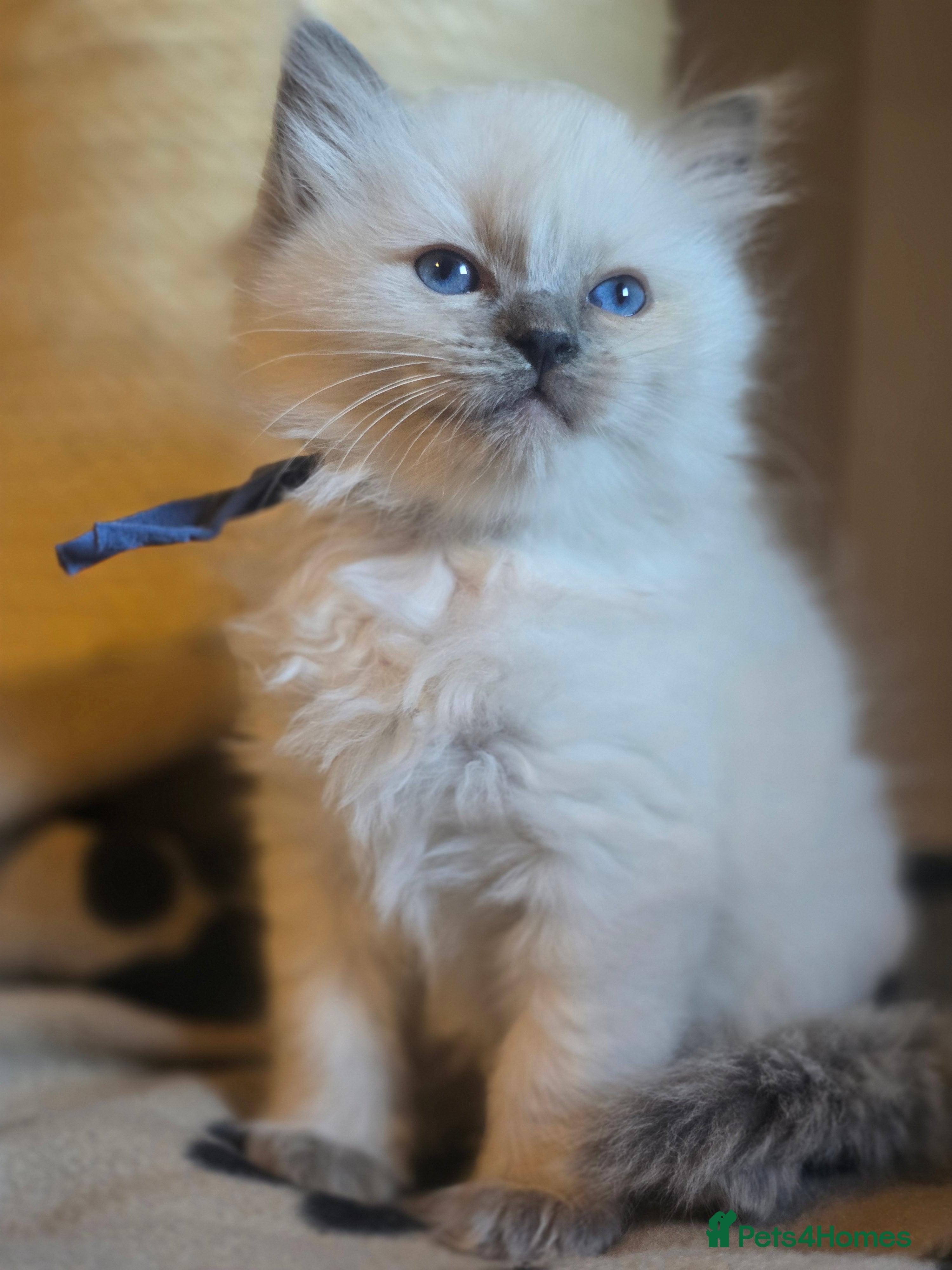 Ragdoll cats Precious GOOF Registered Ragdoll Kittens - 1 Boy - Advert 10