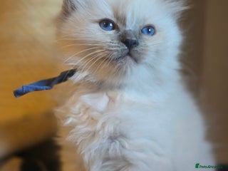 Ragdoll cats Precious GOOF Registered Ragdoll Kittens - 1 Boy - Advert 2