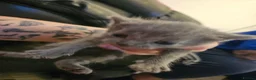 Mixed Breed cats for sale: 4 stunning kittens - Advert 15