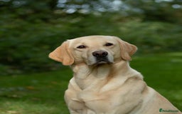 Labrador Retriever dogs for sale: Black Labrador Puppies  - Image 12