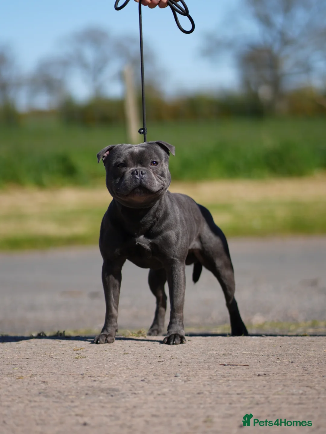 Staffordshire Bull Terrier dogs for stud: Highly health tested blue Stafford stud in Manchester - Advert 2