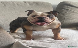 English Bulldog dogs for sale: 3 year old English bulldog  - Image 1