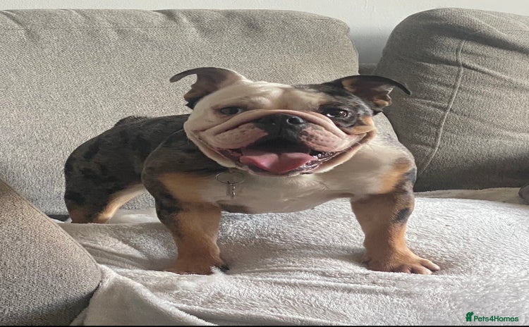 English Bulldog dogs - Advert 10