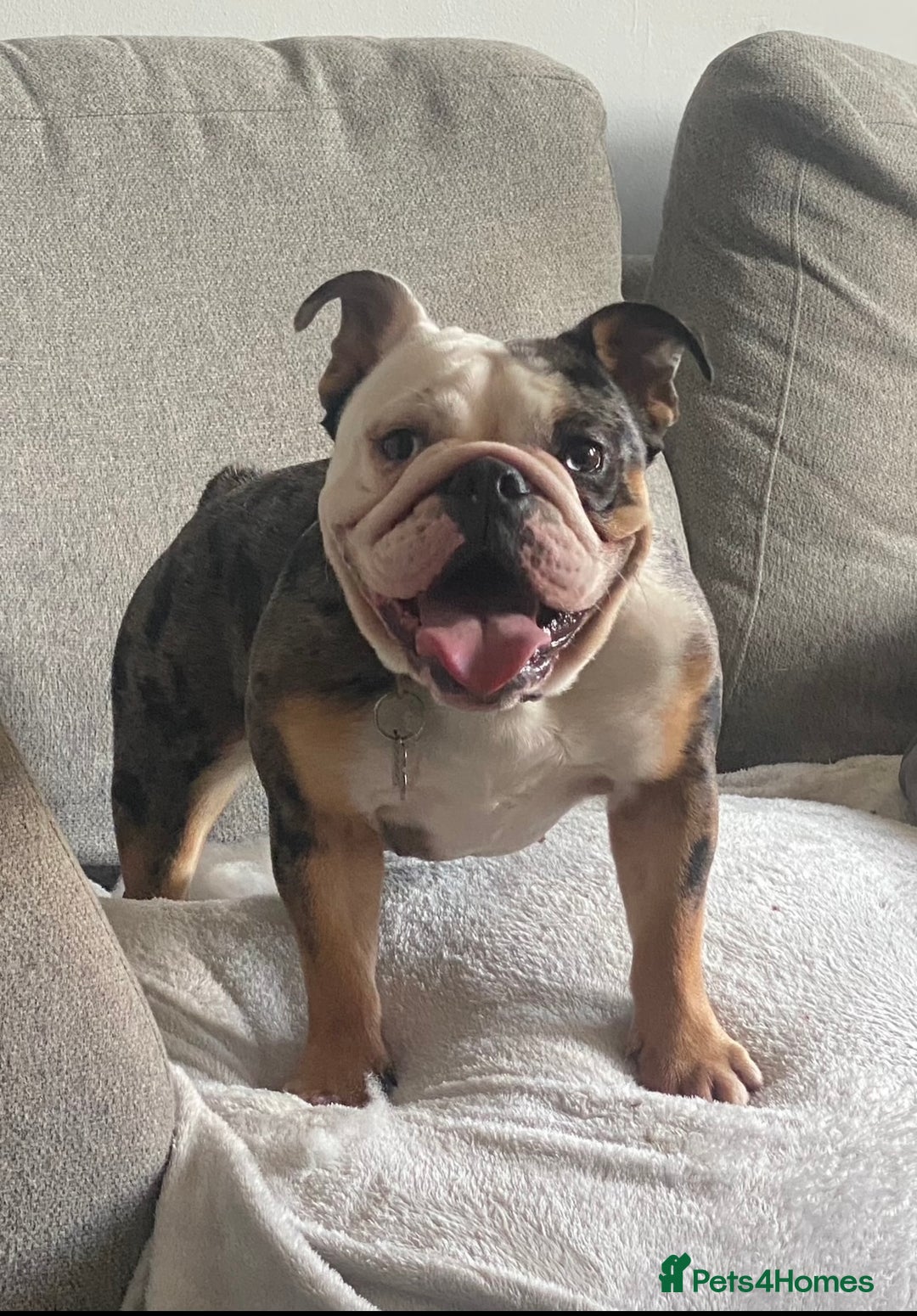 English Bulldog dogs for sale: 3 year old English bulldog  - Image 1