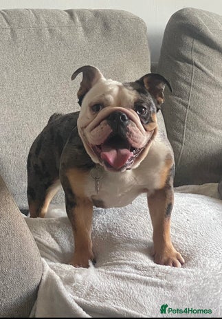 English Bulldog dogs - Advert 7