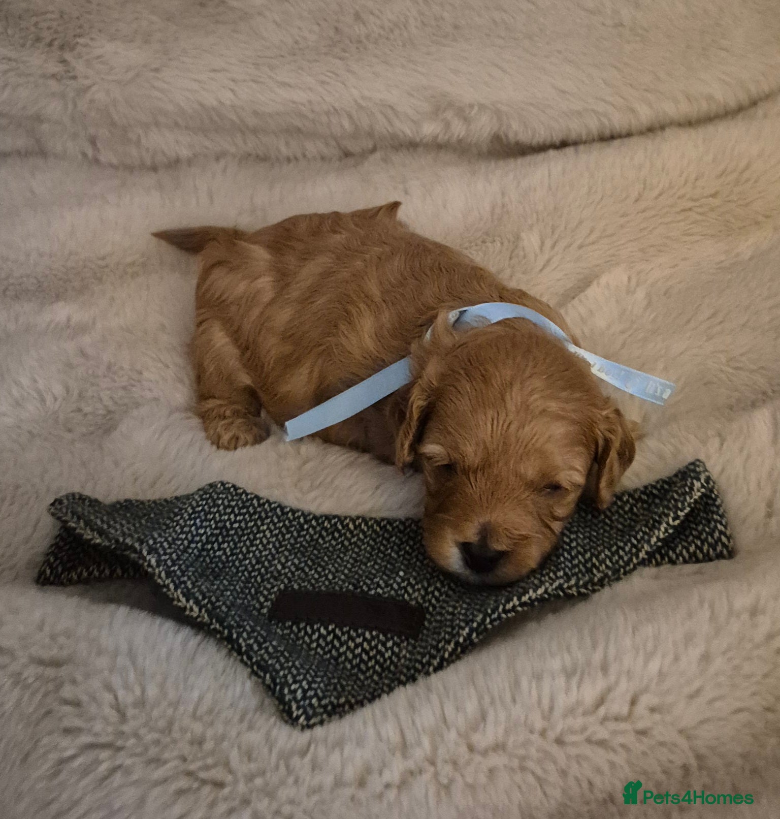 Cavapoo dogs EXTENSIVELY HEALTH TESTED CAVERPOO PUPS - Advert 13