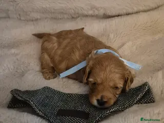 Cavapoo dogs EXTENSIVELY HEALTH TESTED CAVERPOO PUPS - Advert 13