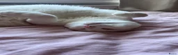 Domestic Shorthair cats for sale: Beautiful white adult female cat - Advert 8