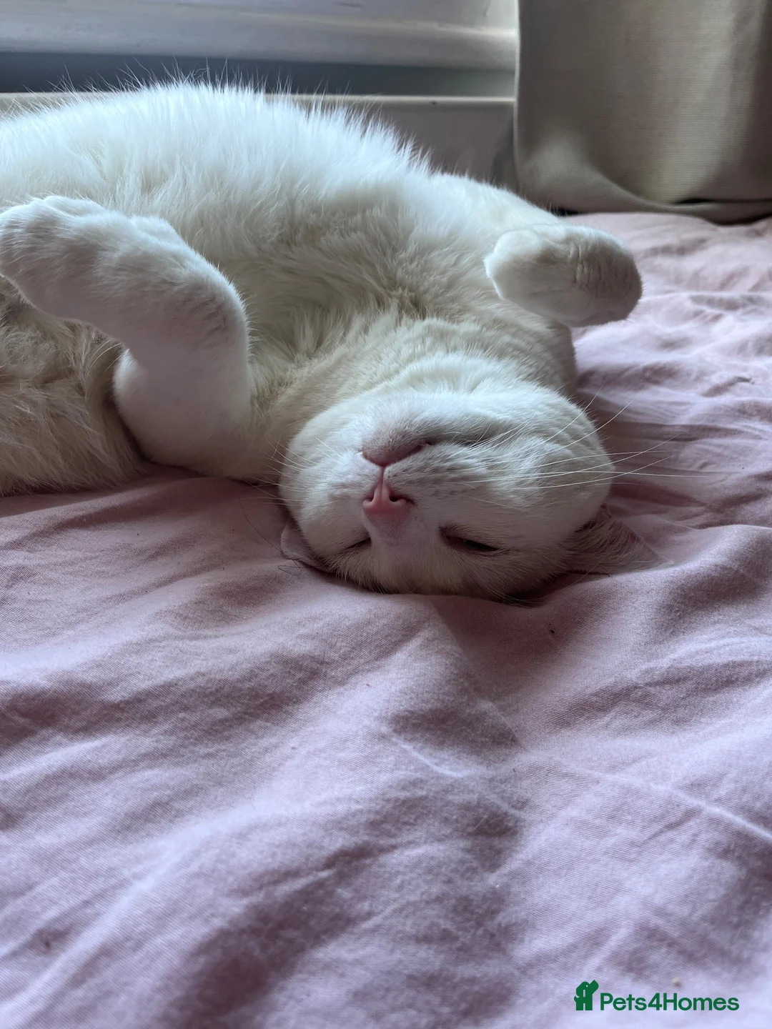 Domestic Shorthair cats for sale: Beautiful white adult female cat - Advert 8