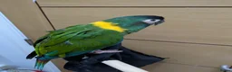 Macaws birds for sale: Golden collard Macaw Yellow collard Macaw  - Advert 13