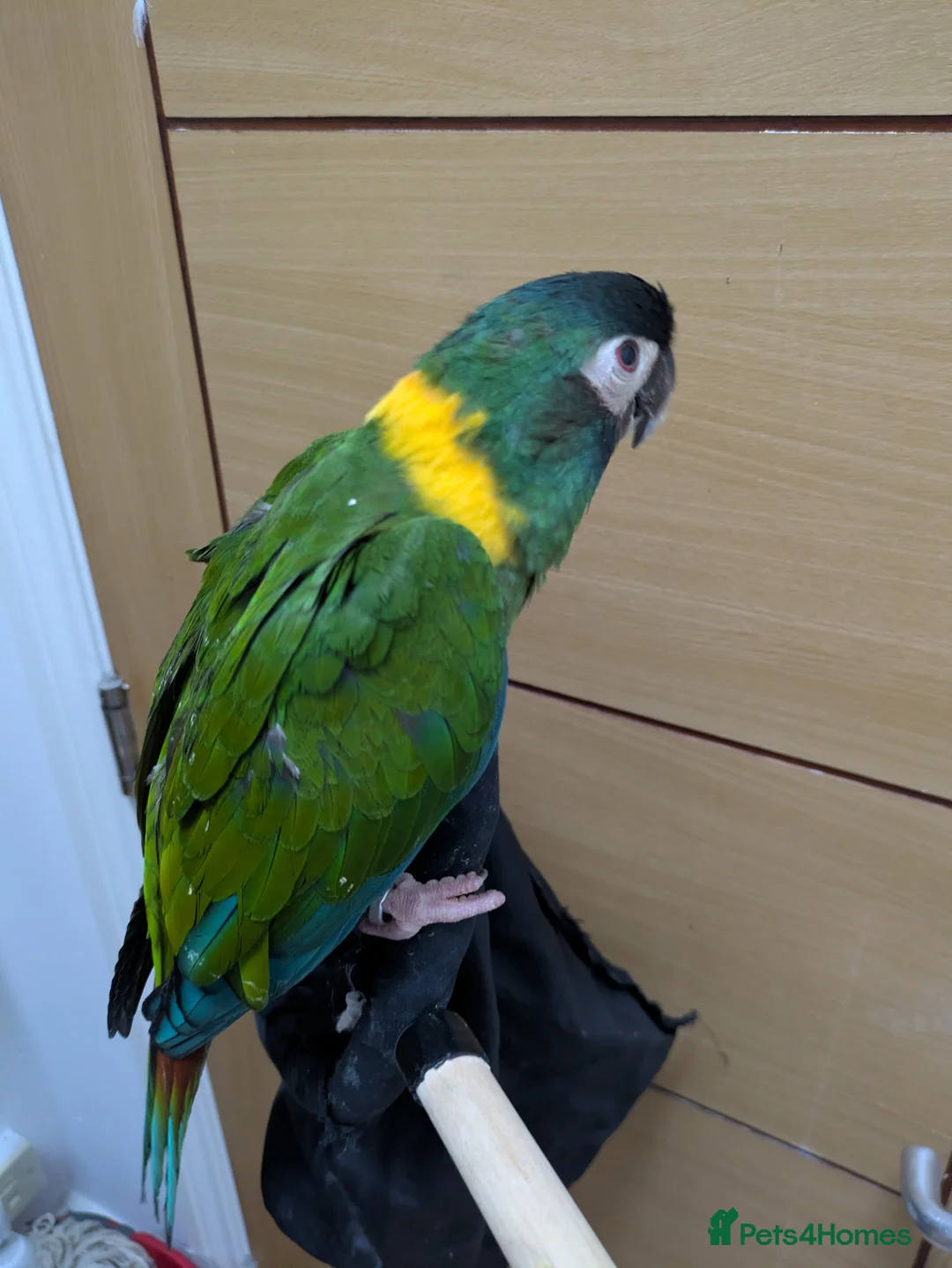 Macaws birds for sale: Golden collard Macaw Yellow collard Macaw  - Advert 13