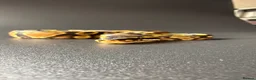 Python Snake reptiles for sale: Yellowbelly-het Pied Male - Advert 4