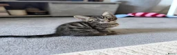 Mixed Breed cats for sale: Beauty Bengal Cross Kittens Looking for Their home - Advert 10