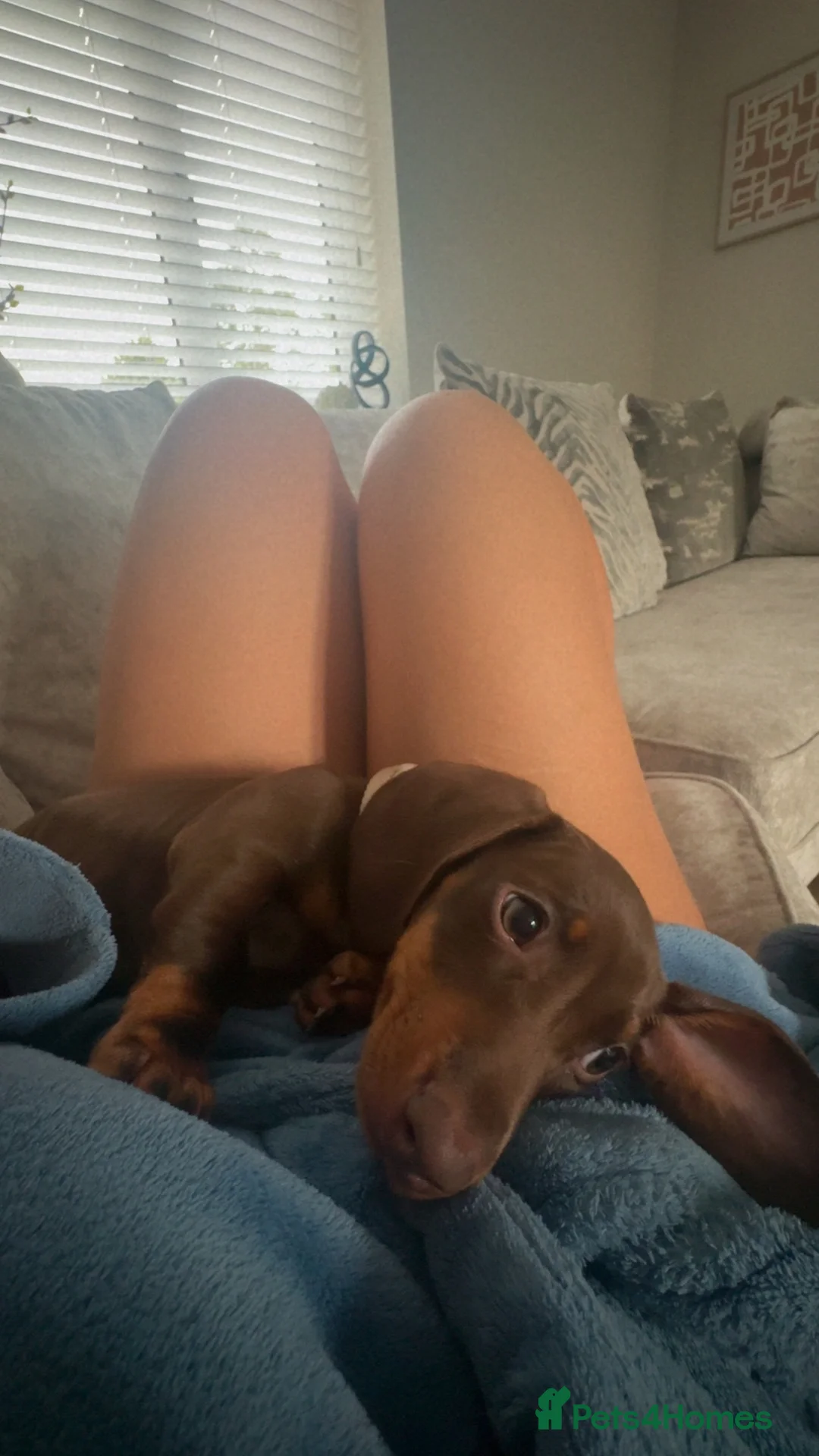 Dachshund dogs for sale: Mabel the Dachshund 🐶 REHOME FOR FREE  - Advert 20