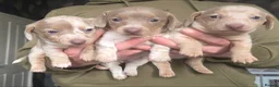 Dachshund dogs for sale: Minature short haired Daschunds - Advert 14