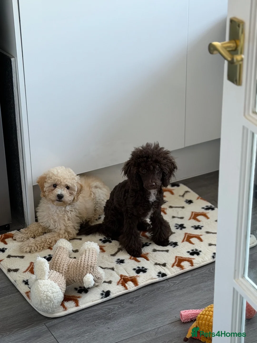 Miniature Poodle dogs for sale: Poodle Female in Basingstoke - Advert 2