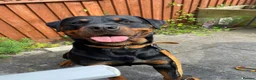 Rottweiler dogs for sale: Beautiful Female Rottweiler for adoption  - Advert 8