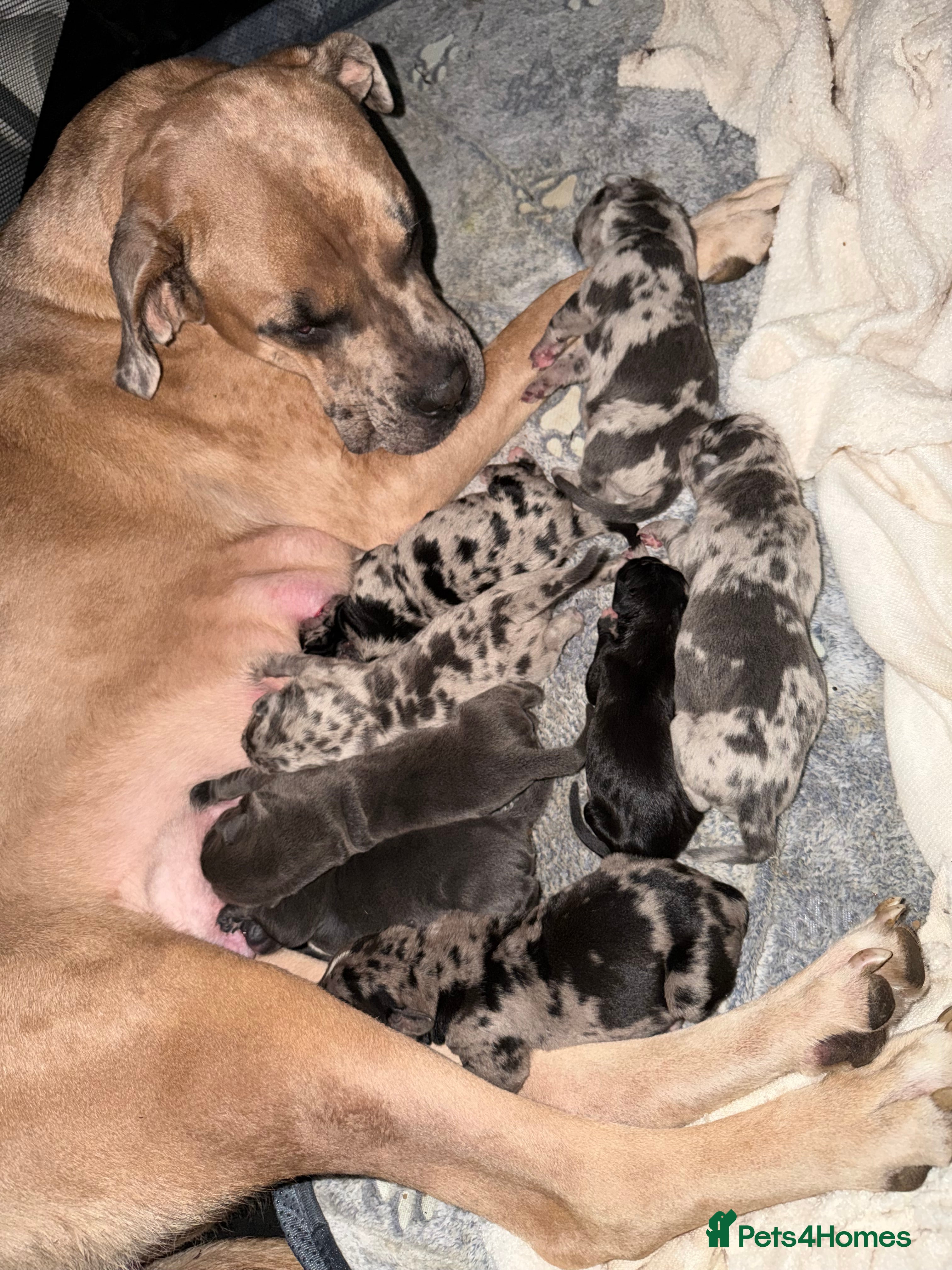 Cane Corso dogs Beautiful chunky  **  litter  - Advert 1