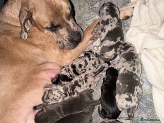 Cane Corso dogs ** Beautiful chunky Cane Corso litter ** - Advert 9