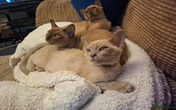 Burmese cats for sale: Beautiful Burmese BOYS - Image 1