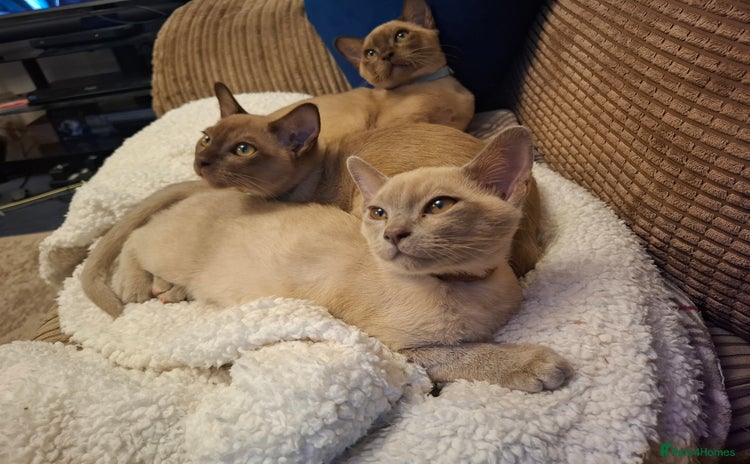 Burmese cats - Advert 15