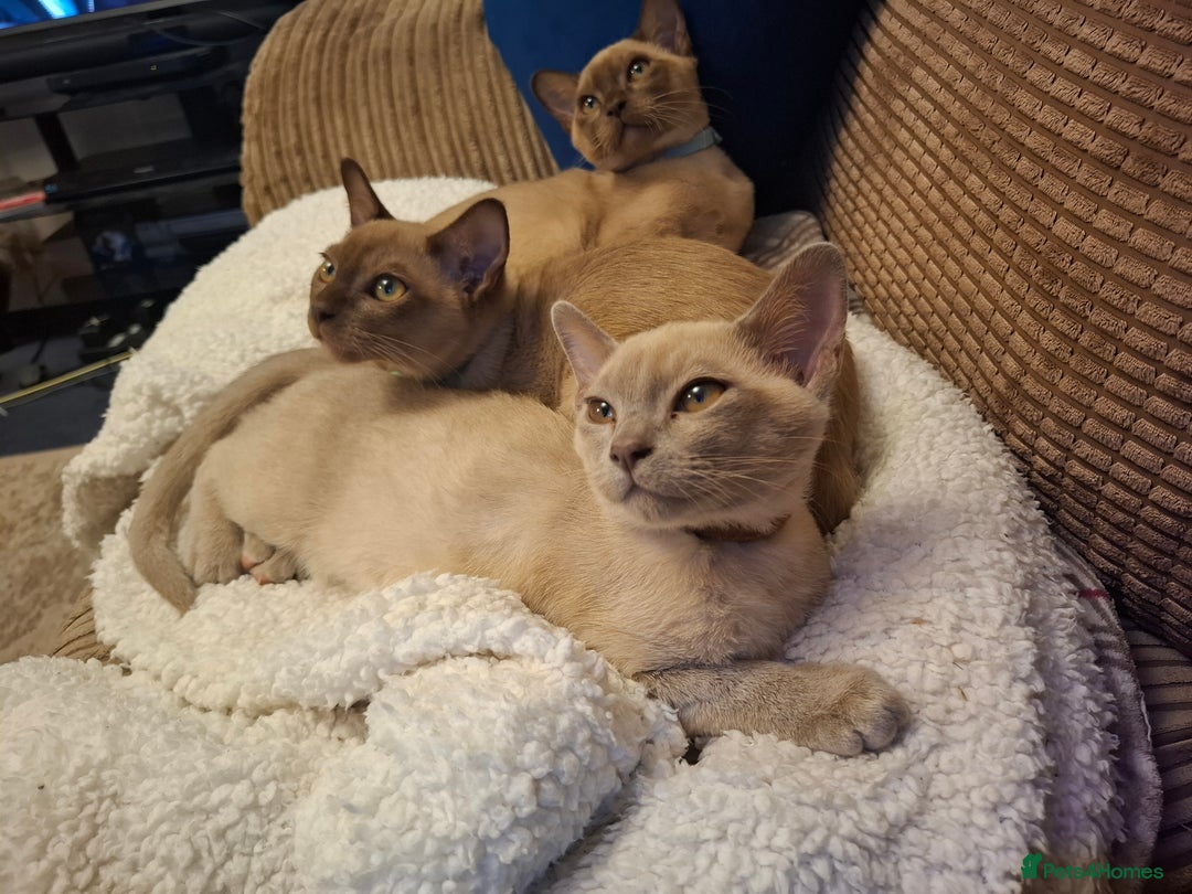 Burmese cats for sale: Beautiful Burmese BOYS - Image 1