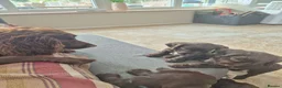 Sprocker dogs for sale: Working Sprocker Chocolate Puppies for sale - Advert 18
