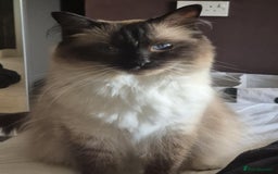 Ragdoll cats for sale: beautiful ragdoll boy for sale - Image 1