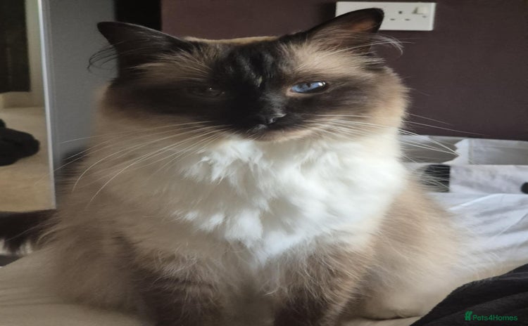 Ragdoll cats - Advert 1