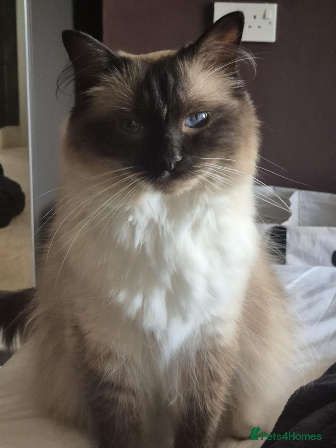 Ragdoll cats for sale: beautiful ragdoll boy for sale - Image 1