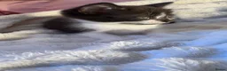 Domestic Shorthair cats for sale: 🐾 Gorgeous Black & White Kittens  - Advert 13