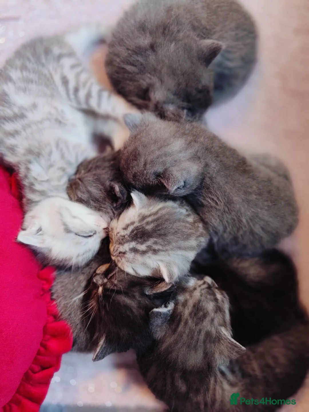 Mixed Breed cats for sale: ❤️Luxury Chinchilla Persian Scottish Fold Kittens - Advert 25