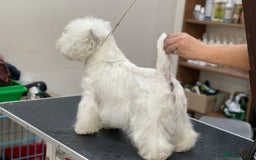 West Highland Terrier dogs for sale: Westie male for sale * champion sired *  - Image 2