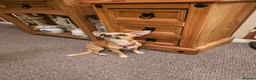 Chihuahua dogs for sale: APPLE HEAD BOY CHIHUAHUA - Advert 9