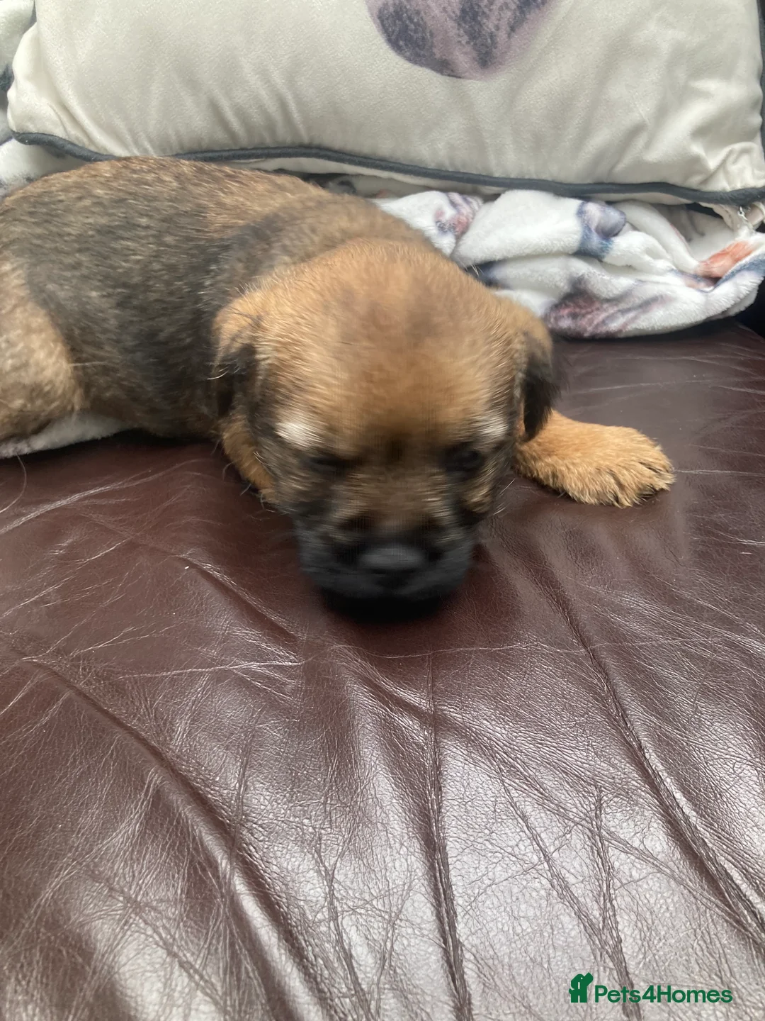 Border Terrier dogs for sale: Border Terrier Dog Puppy - Advert 2