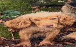 Cocker Spaniel dogs for sale: Gorgeous working cocker spaniel puppies - Image 11