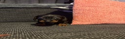 Miniature Dachshund dogs for sale: 2 females - Advert 8