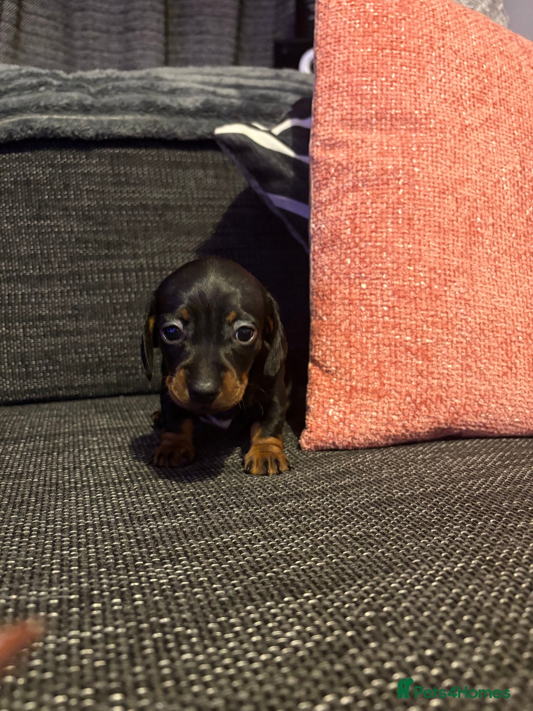 Miniature Dachshund dogs for sale: 2 females - Advert 8
