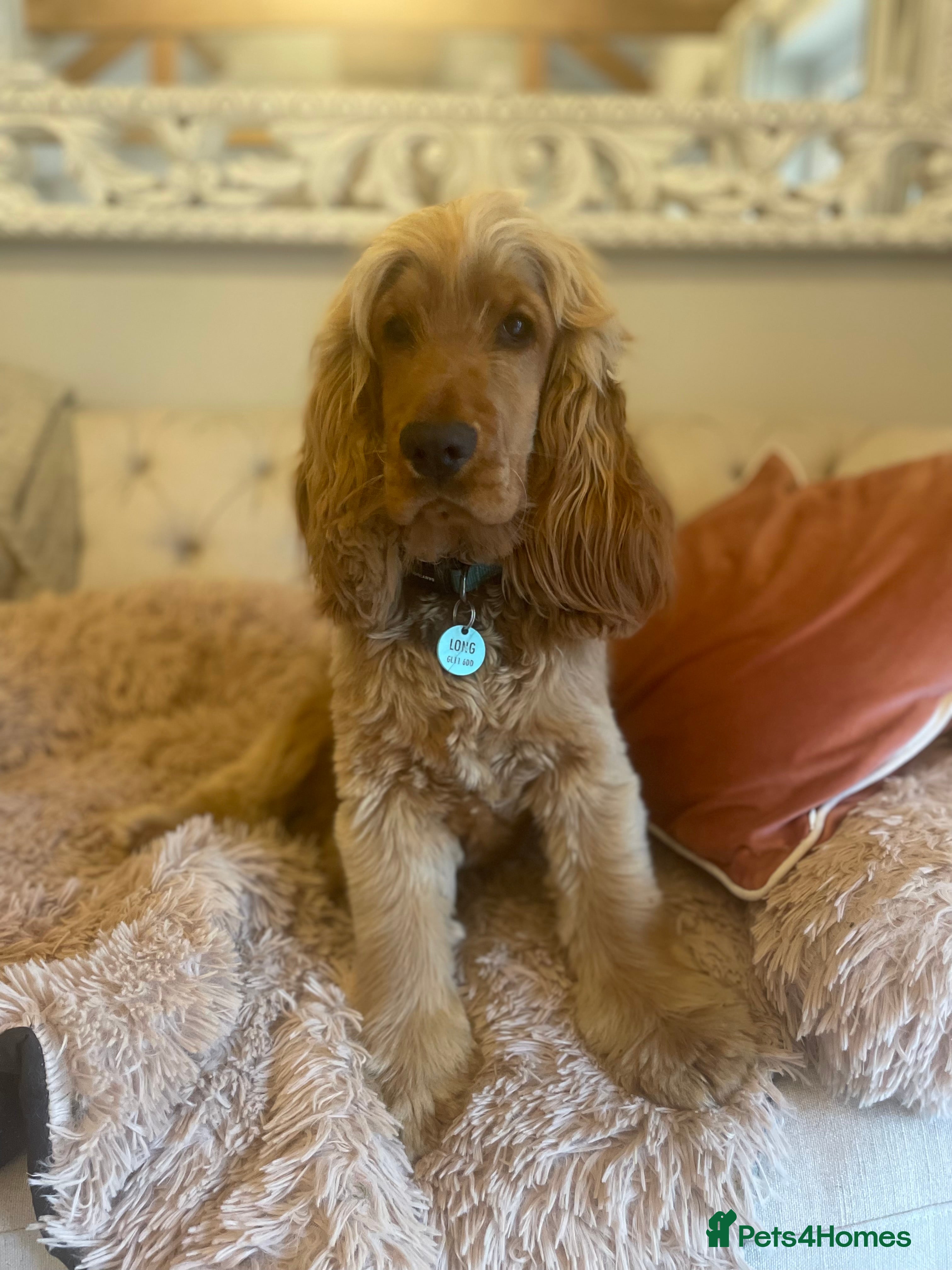 Cocker Spaniel dogs Cooper available for stud  in Dursley - Advert 17
