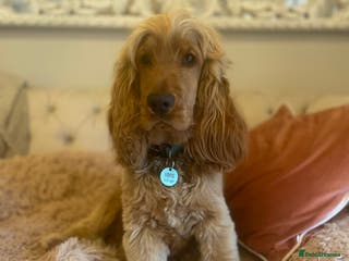Cocker Spaniel dogs Cooper available for stud in Dursley - Advert 2