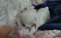 Maltese dogs for sale: Maltese 2 boys - Image 3