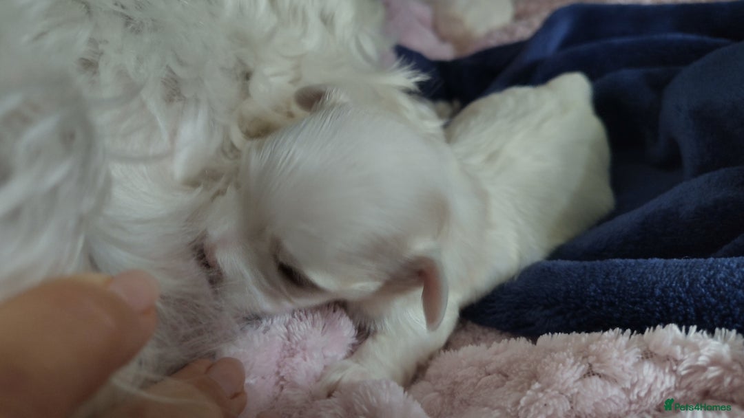 Maltese dogs for sale: Maltese 2 boys - Image 3