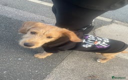 Mixed Breed dogs for sale: Chelsea - Image 2